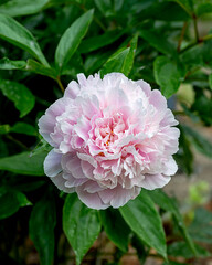 Closeup of beautiful light pink Chinese Peony flower
