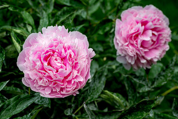 Closeup of beautiful pink Chinese Peony flower