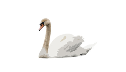 Swan isolated on transparent background 