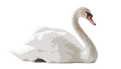 Fototapeta premium Swan isolated on transparent background 