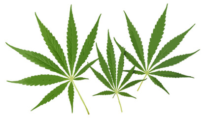 Cannabis or hemp or marijuana green fresh leaf isolated  on transparent background 