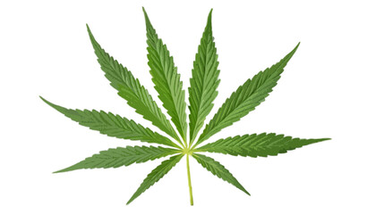 Cannabis or hemp or marijuana green fresh leaf isolated  on transparent background 