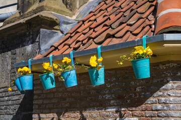 Petunia blooms in a hanging pot under the roof in Dutch city Deventer. High quality photo