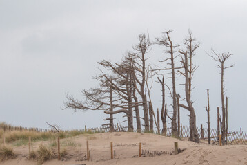 dead tree in the forest