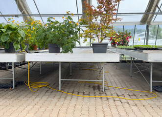 Potted plants on metal tables in greenhouse with yellow hose and tiled flooring
