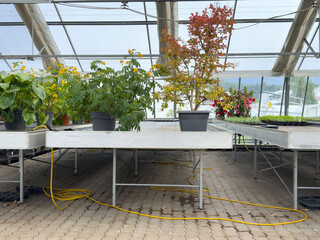 Potted plants in greenhouse with diverse foliage arrangements on metal tables