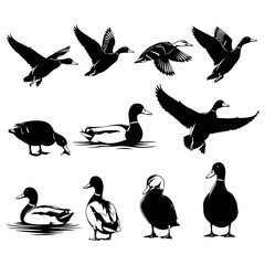 Obraz premium Collection of duck silhouettes isolated on transparent background