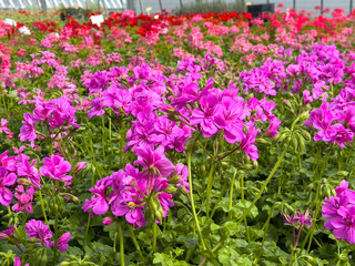 Vibrant pink and red geraniums blooming in a greenhouse