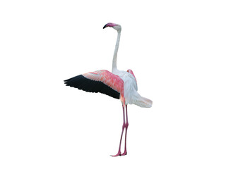 Pink flamingo with spread wings isolated on white background