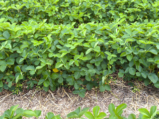 Lush green strawberry plants in a field ready for harvest