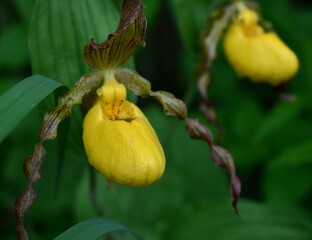yellow orchid flower