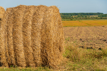 Fototapeta premium Rows of golden straw bales are stacked in a vast field under a bright blue sky, showcasing the beauty of harvest season in a rural setting