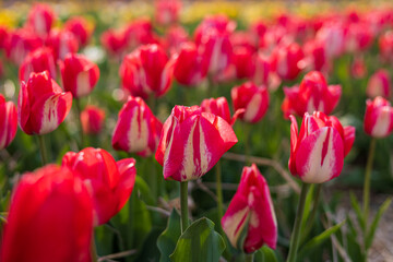 A field of tulips blooms in springtime, displaying vibrant colors and diverse patterns against a beautiful outdoor backdrop of nature