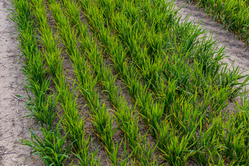 Lush green rice crops thrive in neatly organized rows, absorbing sunlight in a fertile field during the growing season