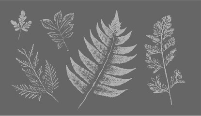 Fern botanical illustration sketch drawing on neutral gray for decorative print or natural background. Floral motif for card or invitation design.