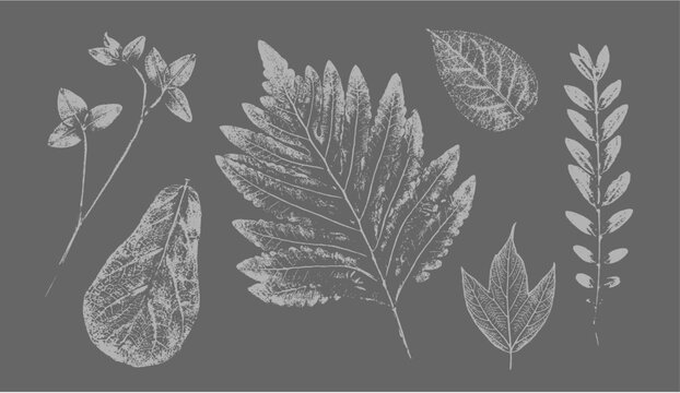 Fern botanical illustration sketch drawing on neutral gray for decorative print or natural background. Floral motif for card or invitation design.