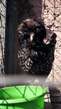 A Paduan chicken in a chicken coop drinks water.