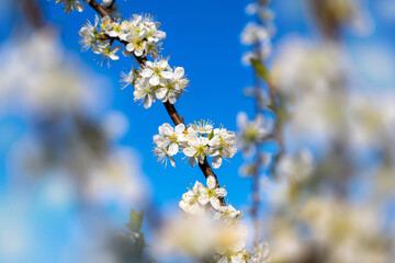 Zweige eines blühenden Apfelbaums vor blauem Himmel