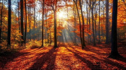 Fototapeta premium Sunlight filtering through the autumn foliage in a serene forest scene
