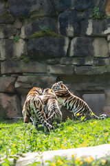 Tiger cubs playing in the grass near a stone wall