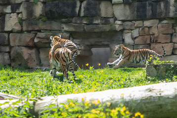 Tiger cubs playing in the grass near a stone wall