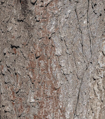 Vector illustration of bark details of a Catalpa tree - Latin name - Catalpa bignonioides.
