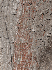 Vector illustration of bark details of a Catalpa tree - Latin name - Catalpa bignonioides.
