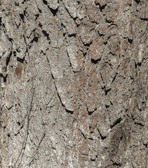 Vector illustration of bark details of a Catalpa tree - Latin name - Catalpa bignonioides.
