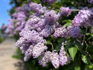 purple lilac flowers in the garden