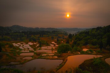 朝日に輝く水田
