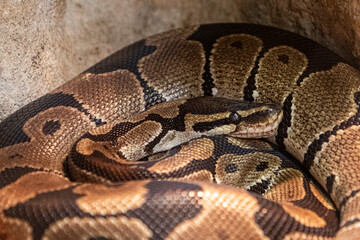 Ball Python sleeping in nature