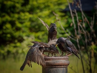 Fototapete bei efototapeten.de bestellen   