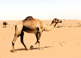 Camel in the desert