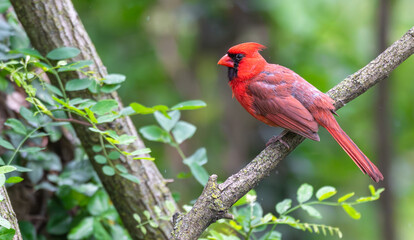 Male northern cardinal perched on a branch.
