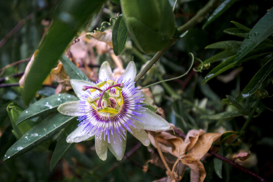 Passionflower 