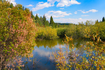 Pond of black water in the Valley of the Five Lakes in the Jasper National Park before the 2024 wildfire in Alberta, Canada