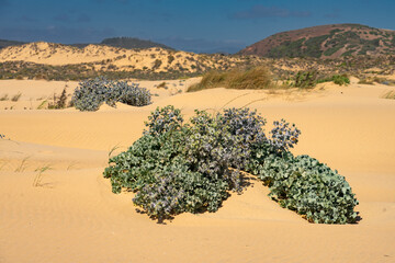 Bordeira beach dunes in Carrapateira, Portugal, in the Sudoeste alentejano and Vicentina coast Natural Park in a sunny day.