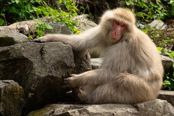 自然の中でくつろぐお猿さん