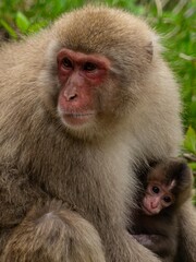 自然の中でくつろぐお猿さん
