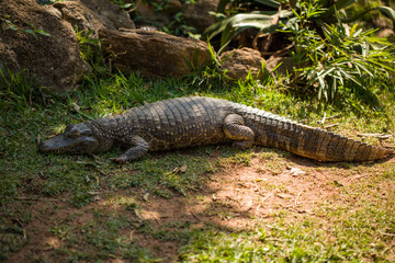 Crocodile on the riverbank in the forest of Brazil