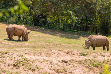 Mighty white rhino walking in protected environment