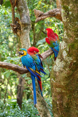 Portrait of three colorful scarlet and blue-and-yellow macaw parrots in Brazil against a green forest background.