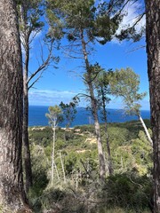 Lush trees growing along the rocky coastline of Mallorca with the blue Mediterranean Sea in the background. Peaceful natural scenery blending forest and ocean views.
