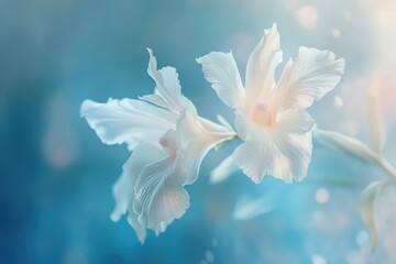 Fototapeta premium Delicate white orchids in soft, pastel blue light