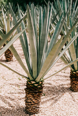 Succulent agave plants growing in a desert garden under bright sunlight during midday