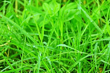 Water drops on the grass after the rain