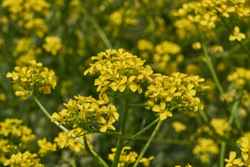 Barbarea vulgaris (lat. Barbarea vulgaris) is blooming in the meadow. Inflorescence Barbarea vulgaris.
