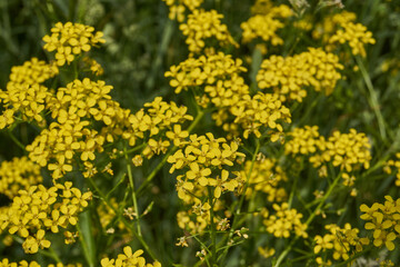 Barbarea vulgaris (lat. Barbarea vulgaris) is blooming in the meadow. Inflorescence Barbarea vulgaris.