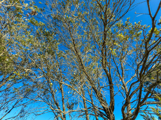 Photograph looking up through the branches of an old tree at a bright and vibrant Autumn blue sky in the Blue Mountains in NSW, Australia.