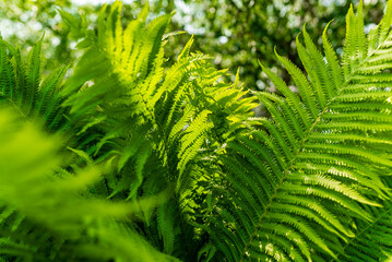 Lush green foliage of ferns thriving in botanical gardens
